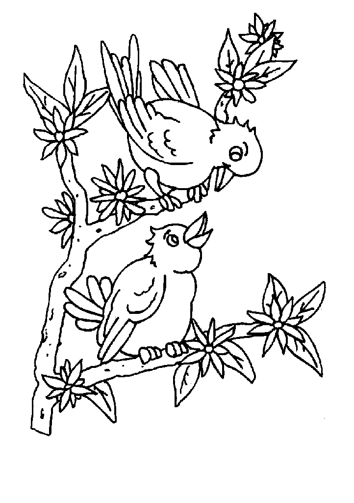 passaros para colorir