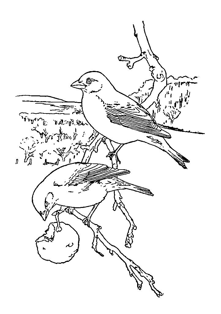 passaros para colorir