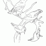 passaros para colorir