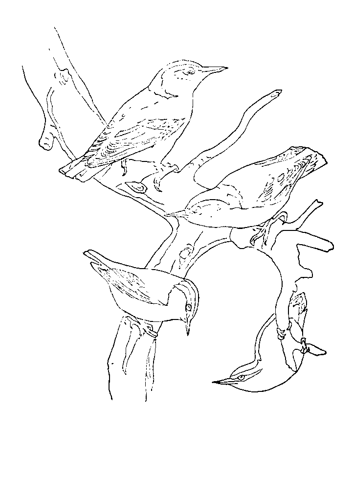 passaros para colorir