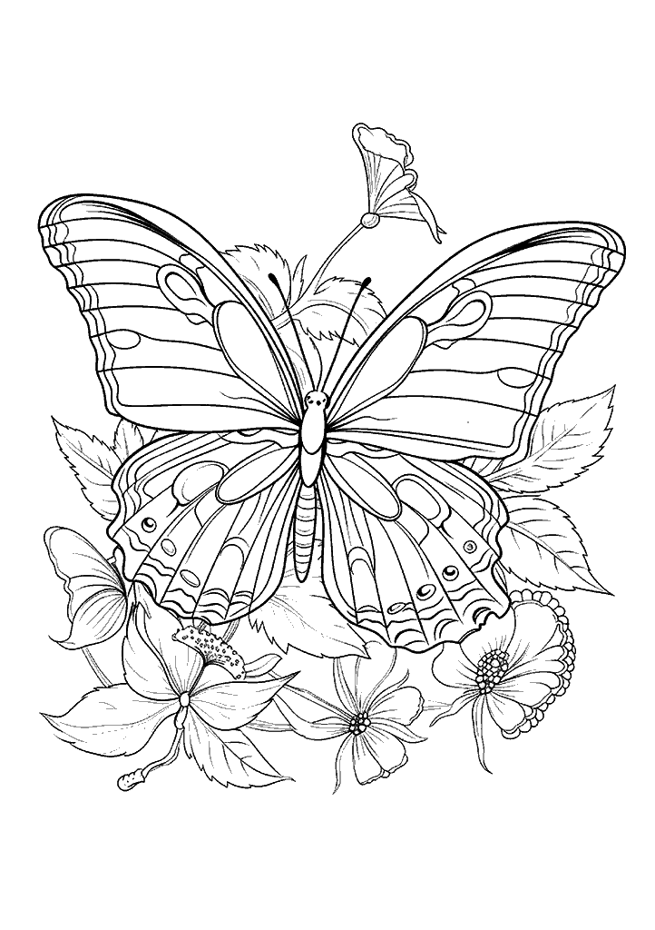 borboleta para colorir