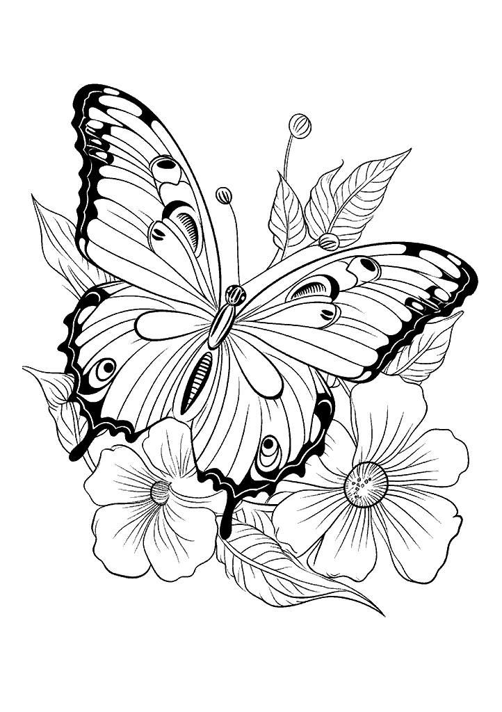 borboleta para colorir
