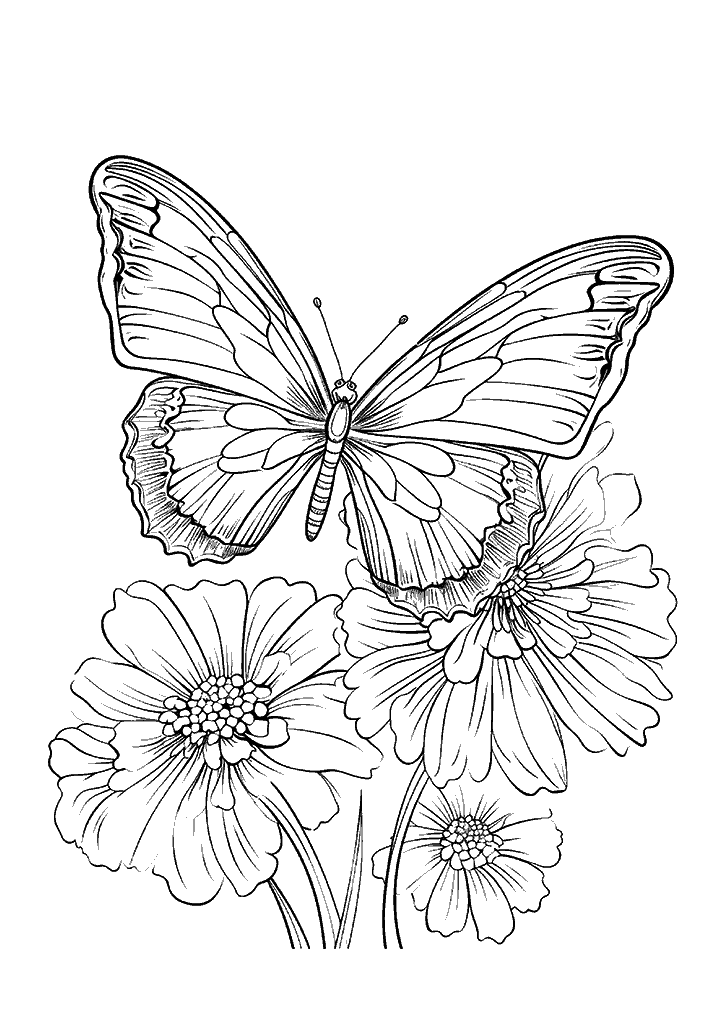 borboleta para colorir