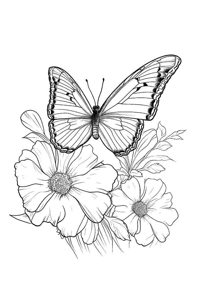 borboleta para colorir
