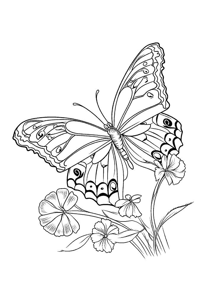 borboleta para colorir