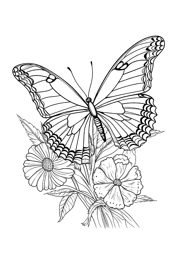borboleta para colorir