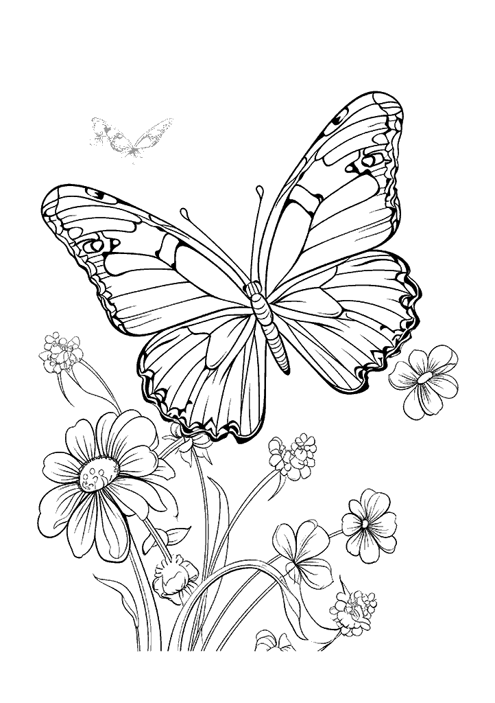 borboleta para colorir