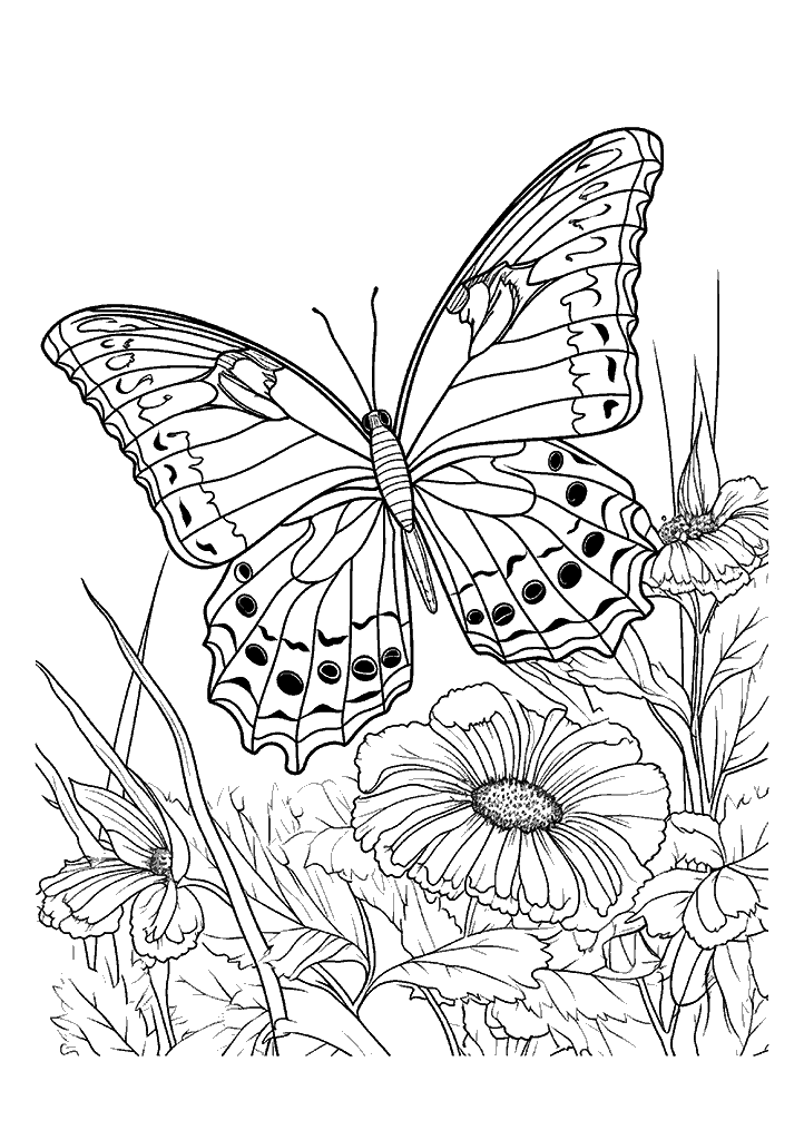 borboleta para colorir