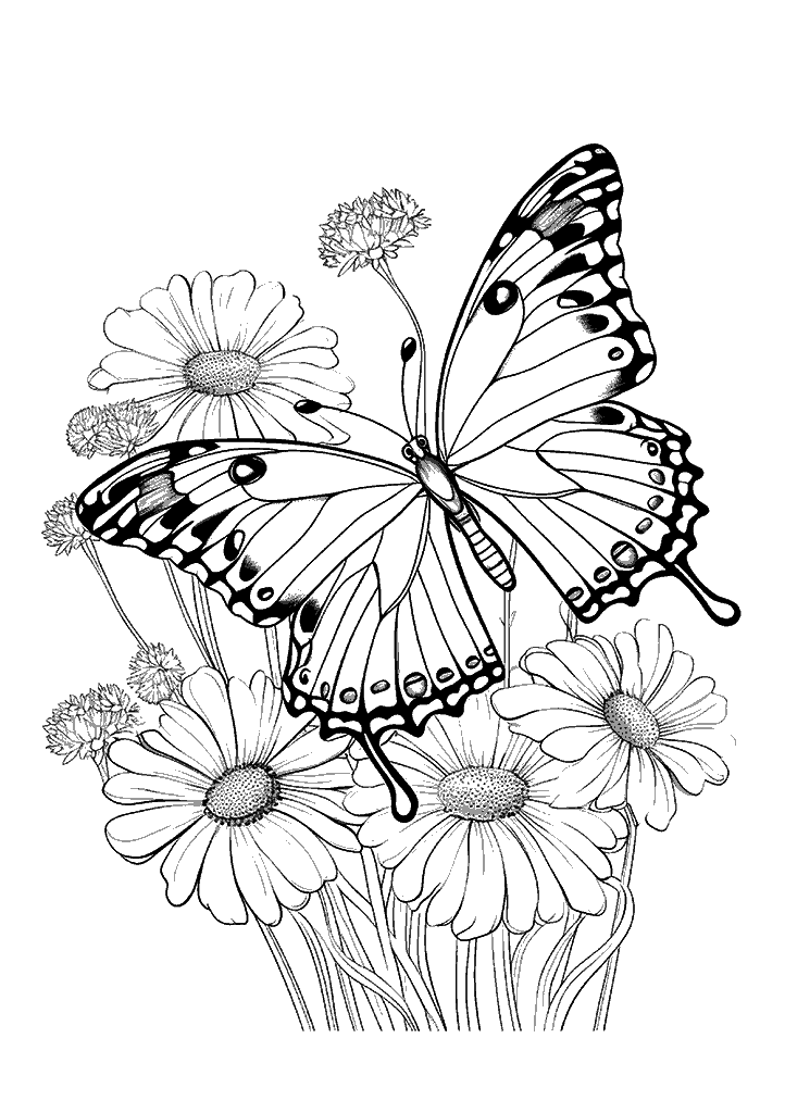 borboleta para colorir