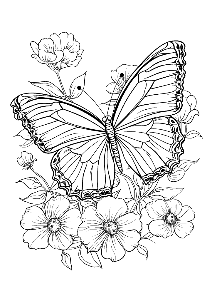 borboleta para colorir