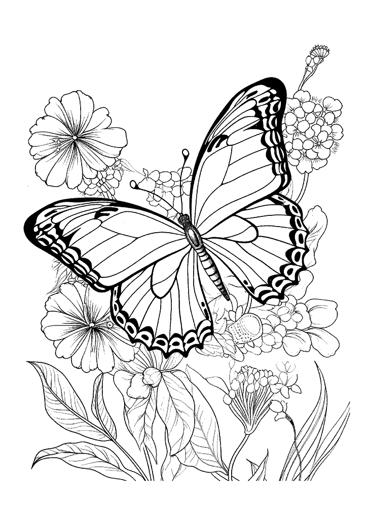 borboleta para colorir