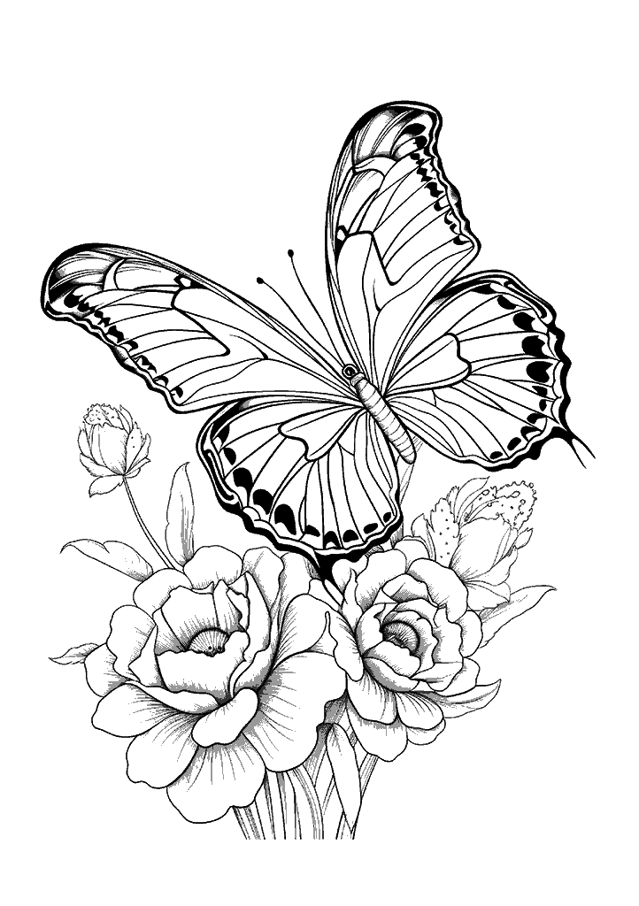 borboleta para colorir