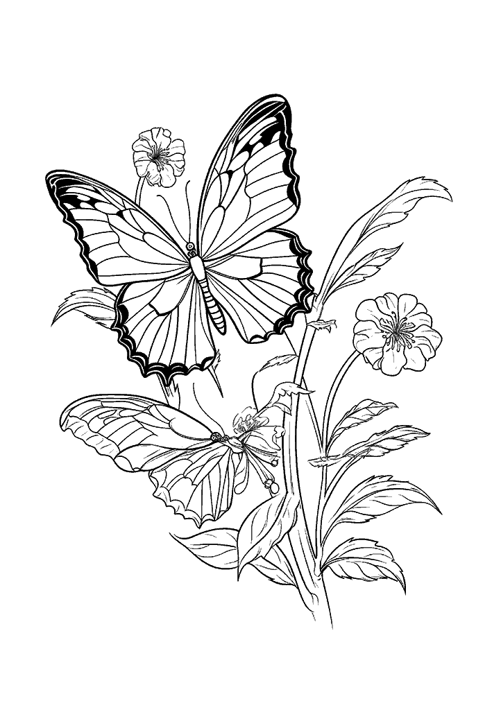 borboleta para colorir