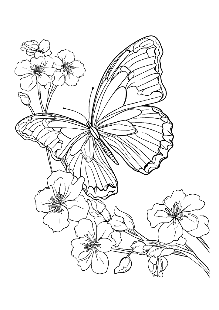 borboleta para colorir