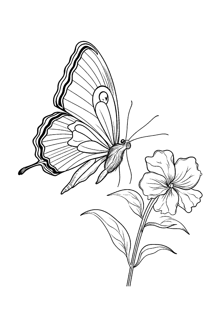 borboleta para colorir