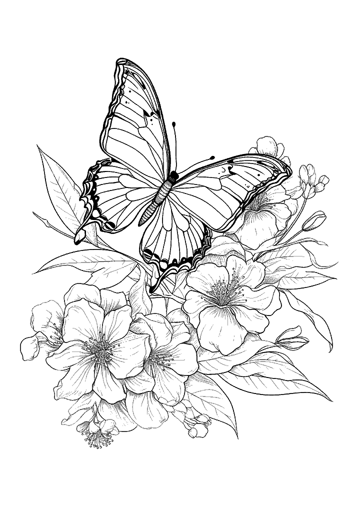 borboleta para colorir