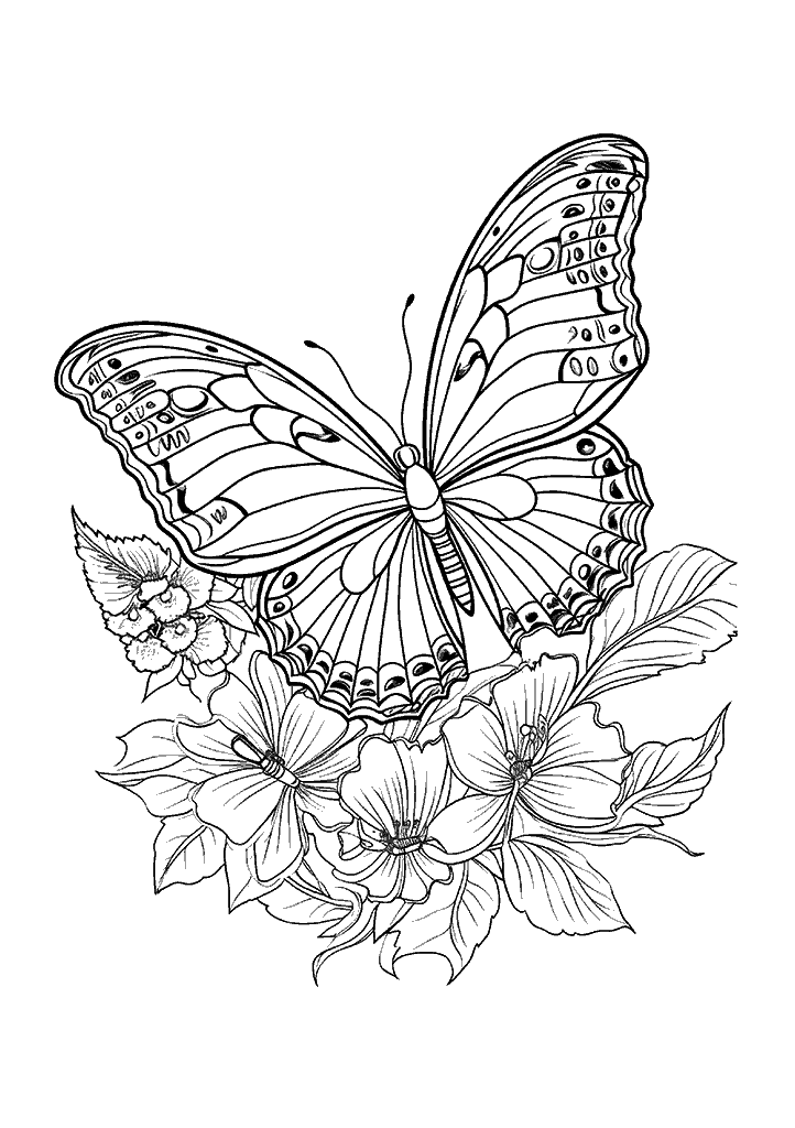 borboleta para colorir