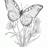 borboleta para colorir