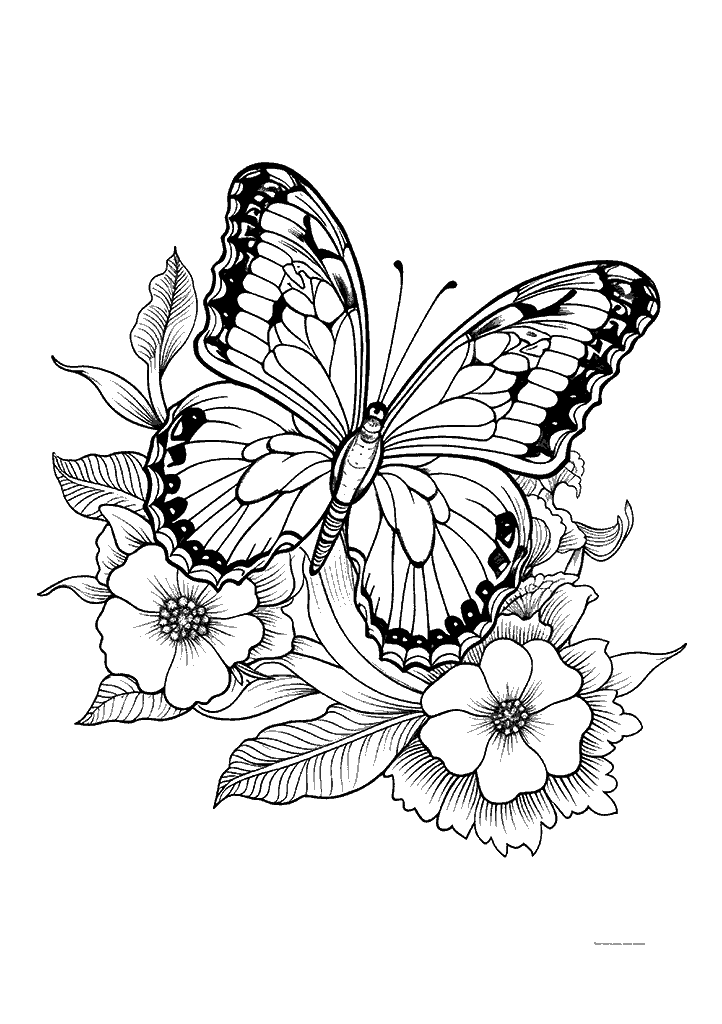 borboleta para colorir