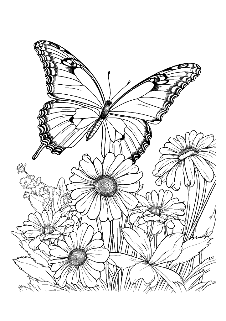 borboleta para colorir