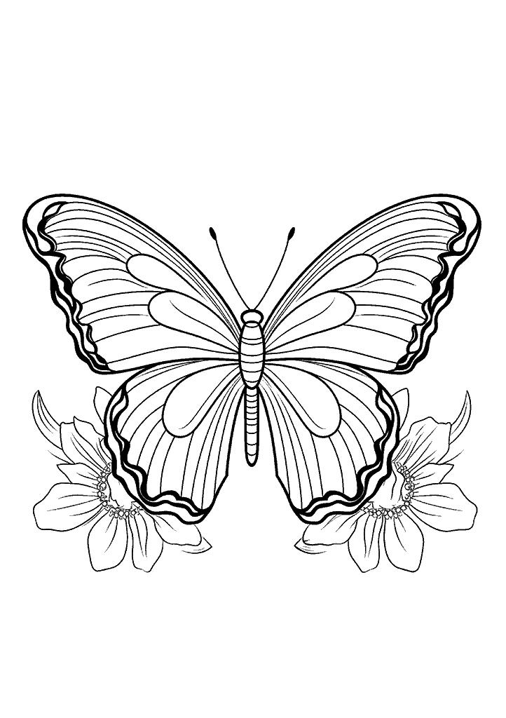 borboleta para colorir