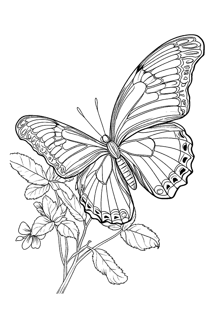 borboleta para colorir