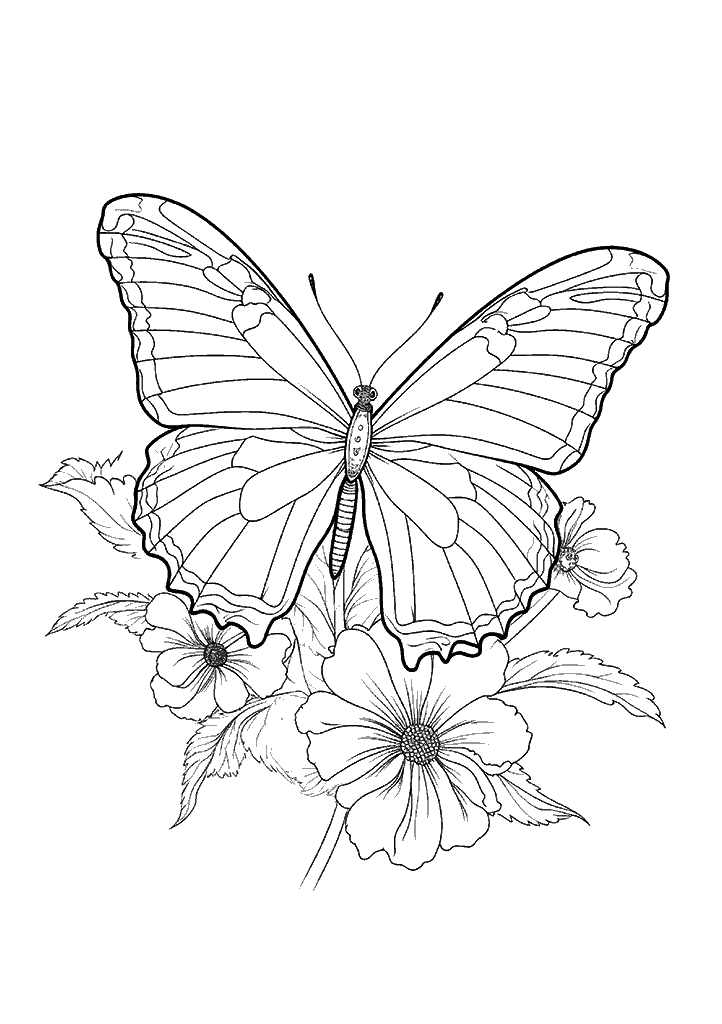 borboleta para colorir