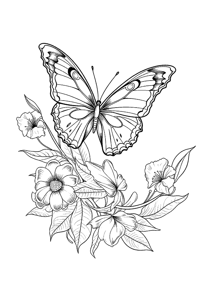 borboleta para colorir