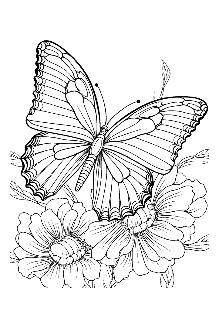 borboleta para colorir