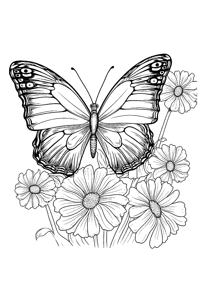 borboleta para colorir