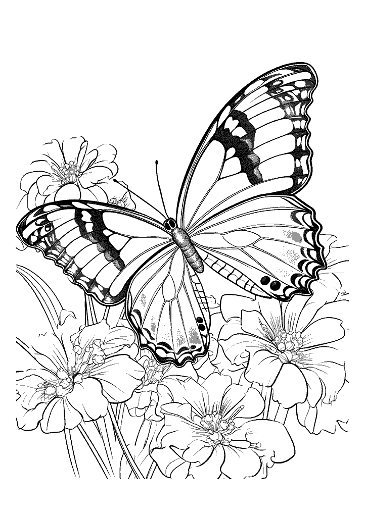 borboleta para colorir