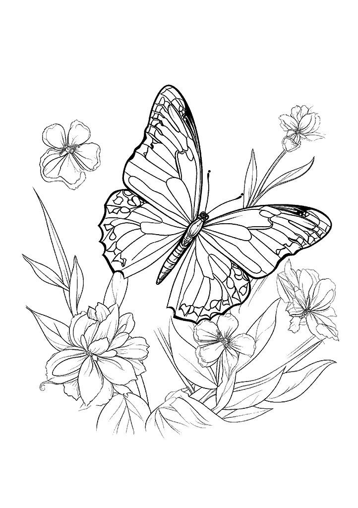 borboleta para colorir