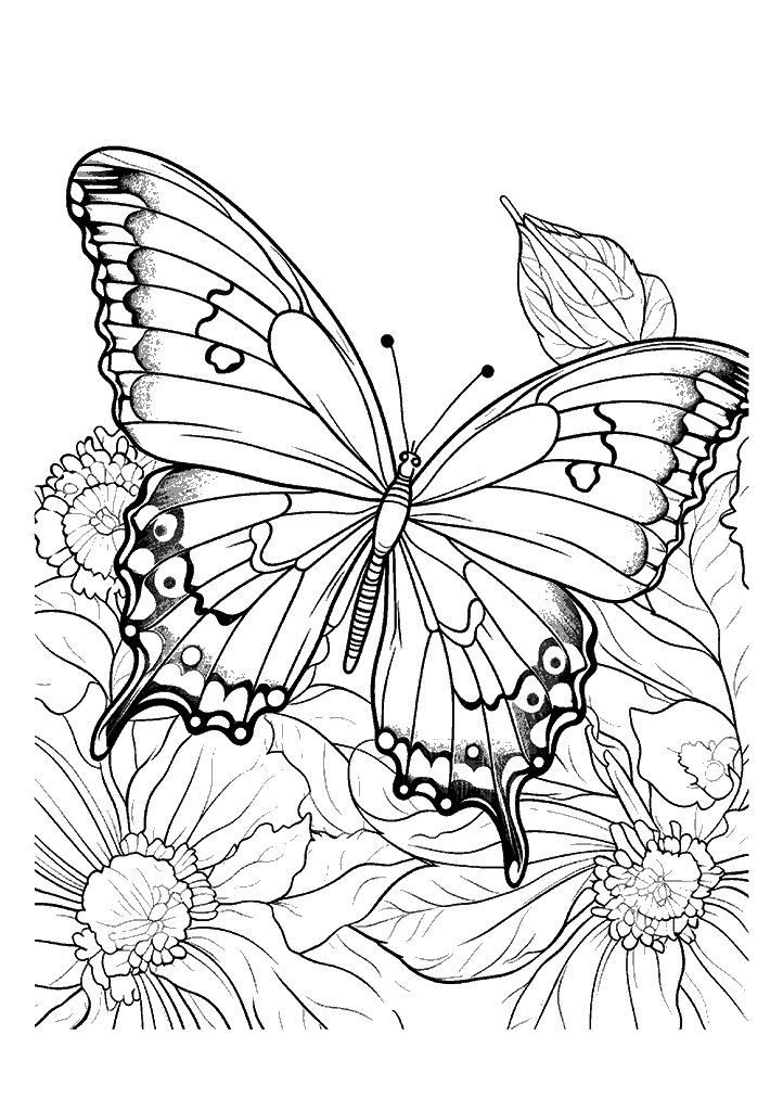 borboleta para colorir