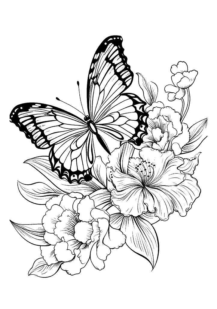 borboleta para colorir