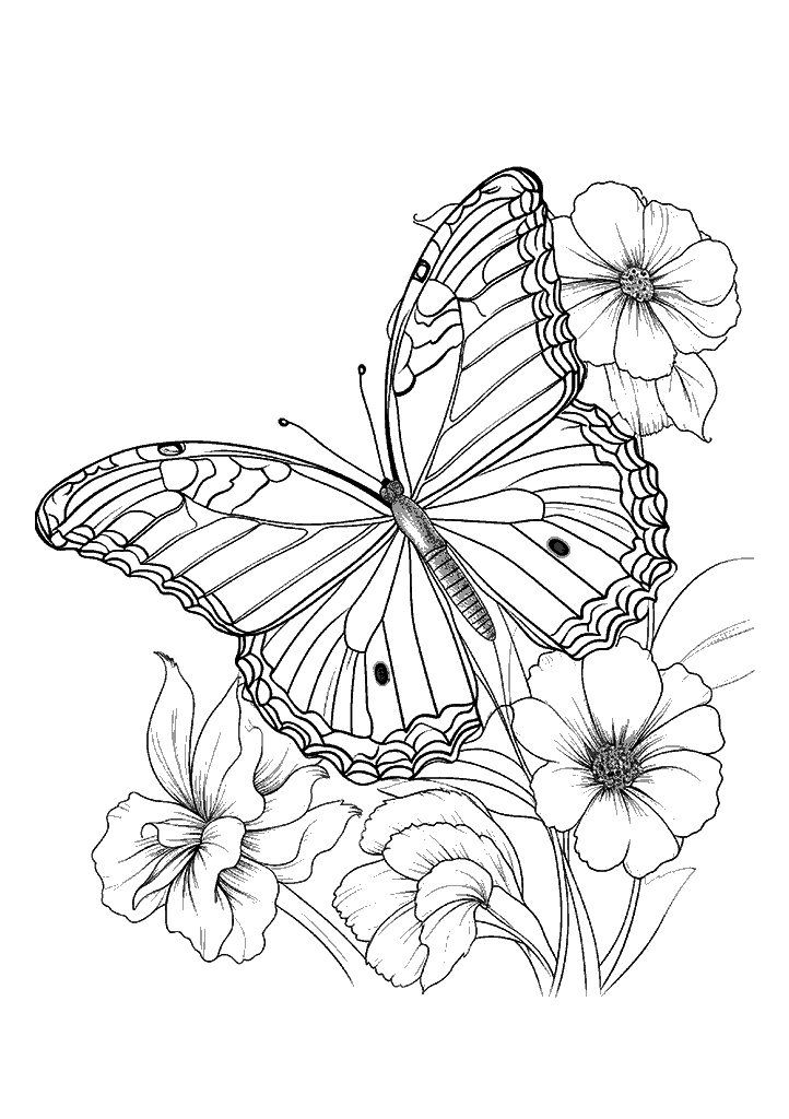 borboleta para colorir