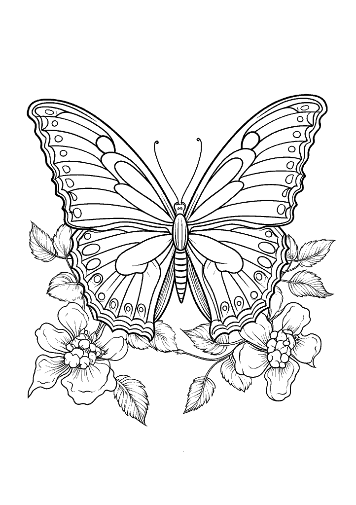 borboleta para colorir