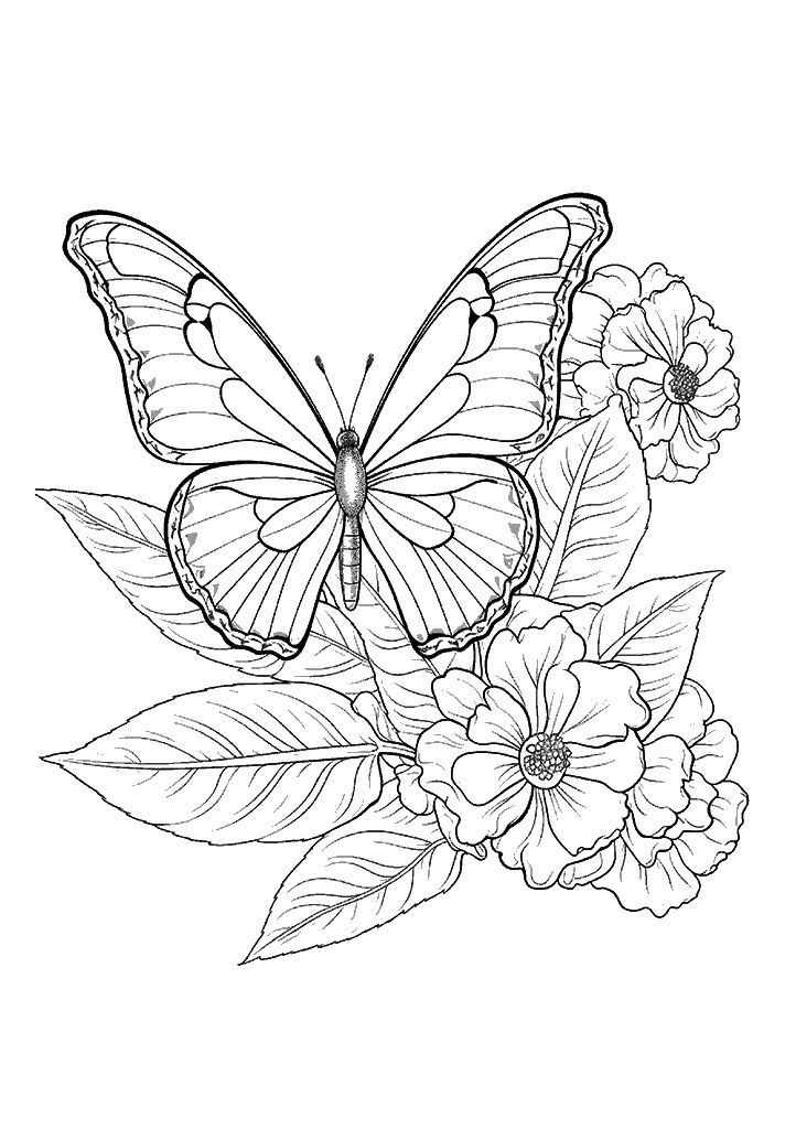 borboleta para colorir