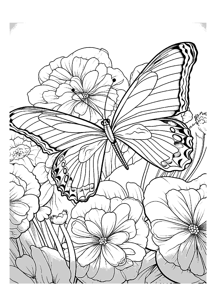 borboleta para colorir