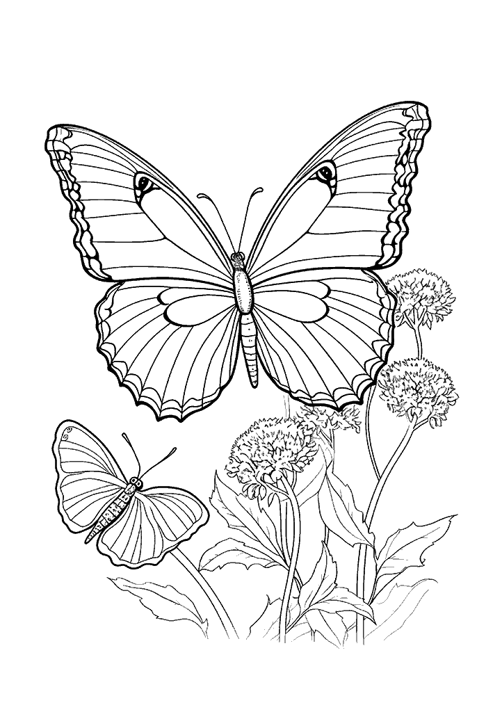 borboleta para colorir