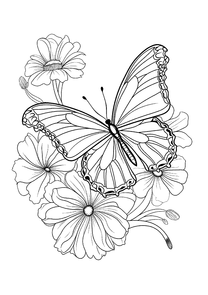borboleta para colorir