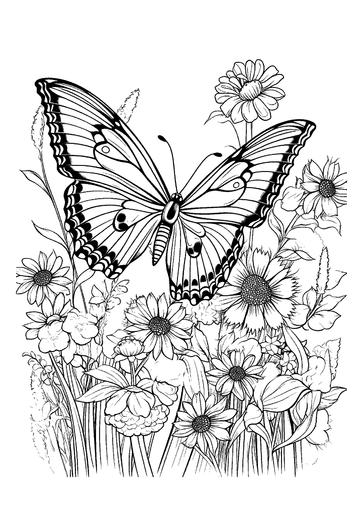 borboleta para colorir