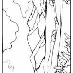 passaros para colorir