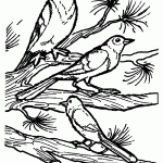 passaros para colorir