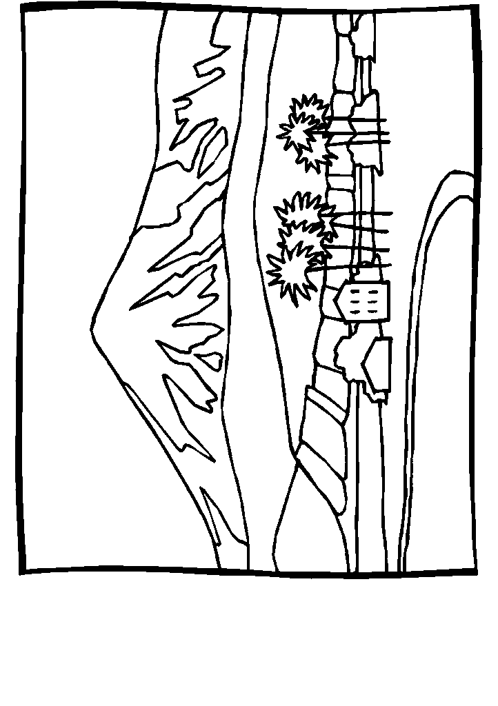 passaros para colorir