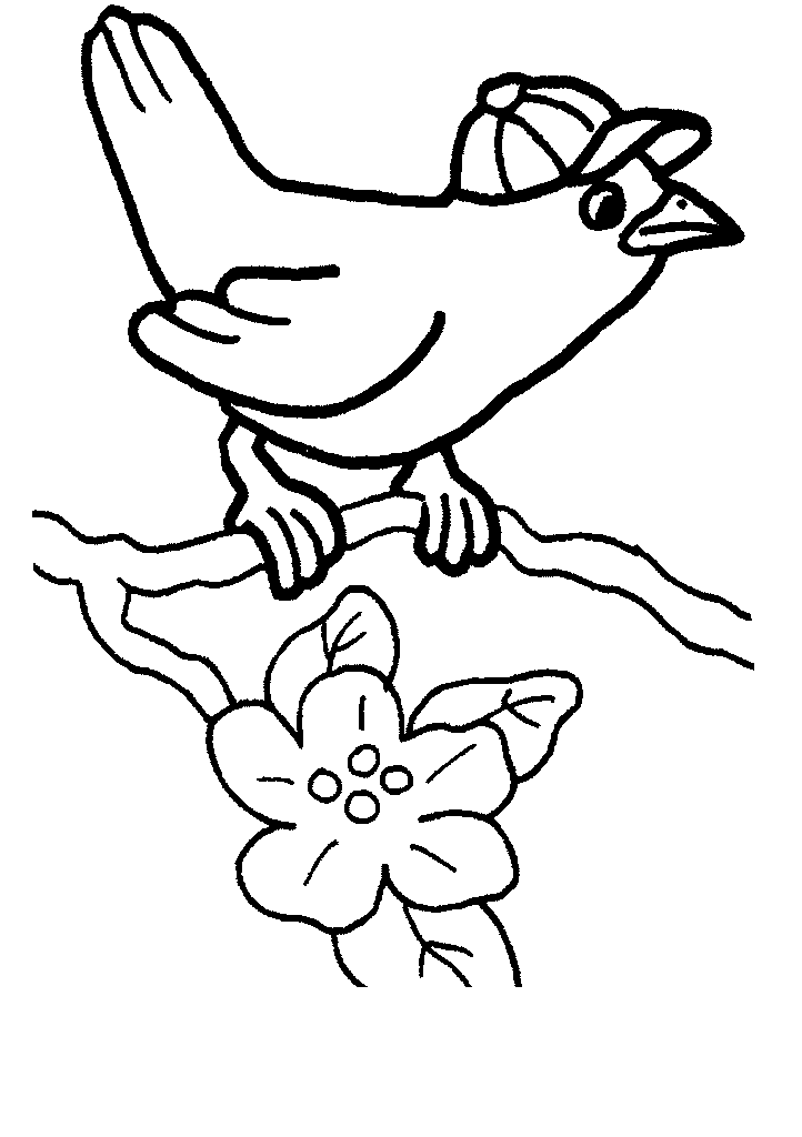 passaros para colorir