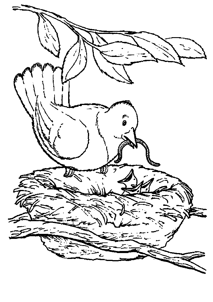 passaros para colorir